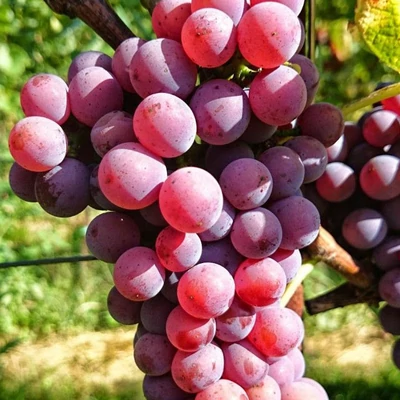 'Sauvignon Gris' szőlő