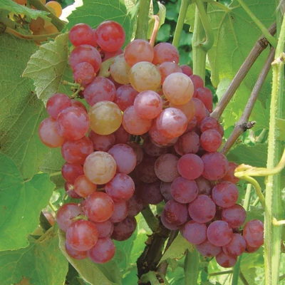 'Somerset Seedless' szőlő