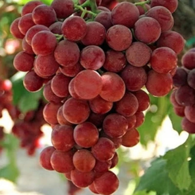 'Swenson Red' szőlő