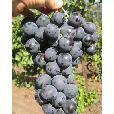 'Sztrasenszkij' szőlő