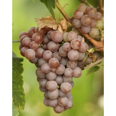 'Tramini' fehér borszőlő
