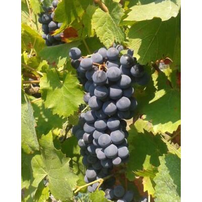 'Turán' vörös borszőlő