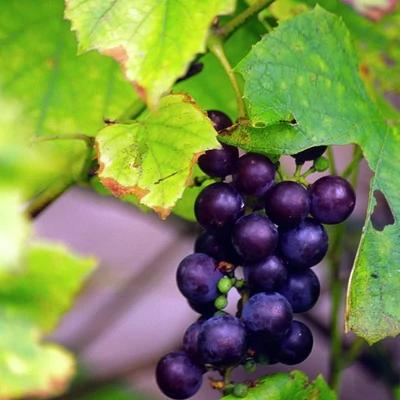 Vitis amurensis