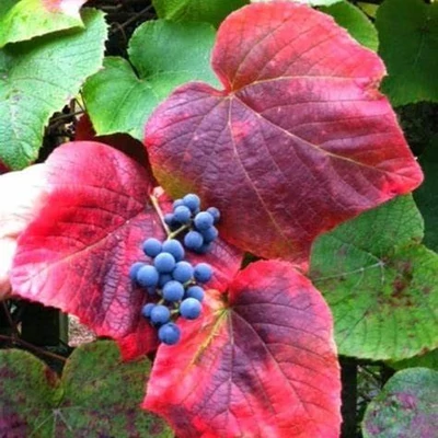 Vitis coignetiae