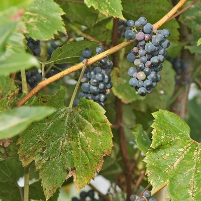 Vitis riparia – Illatos, ligeti szőlő