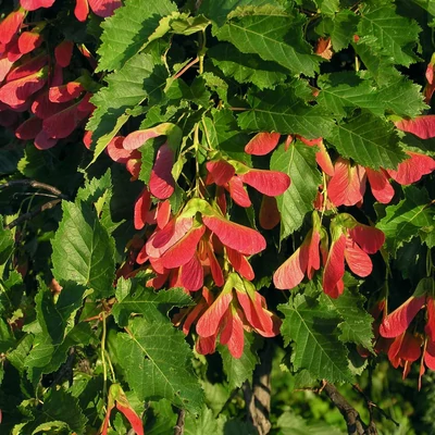 Acer tataricum – Tatár juhar (szabadgyökerű)