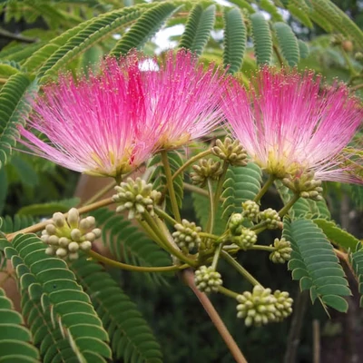 Albizia julibrissin – Selyemakác (szabadgyökerű)