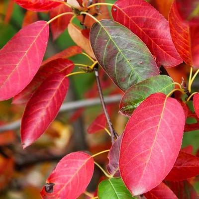 Amelanchier lamarckii – Rézvörös fanyarka (szabadgyökerű)