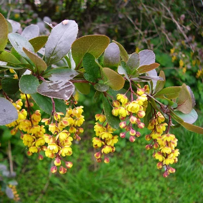 Berberis vulgaris – Közönséges borbolya (szabadgyökerű)