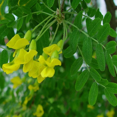 Caragana arborescens - Borsófa
