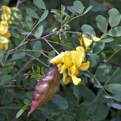 Colutea arborescens – Pukkanó dudafürt (szabadgyökerű)