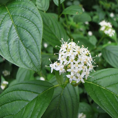 Cornus alba – Fehér som