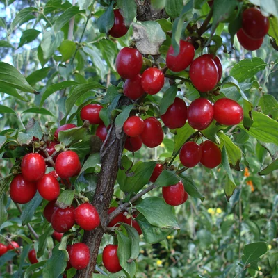 Cornus mas – Húsos som (szabadgyökerű)