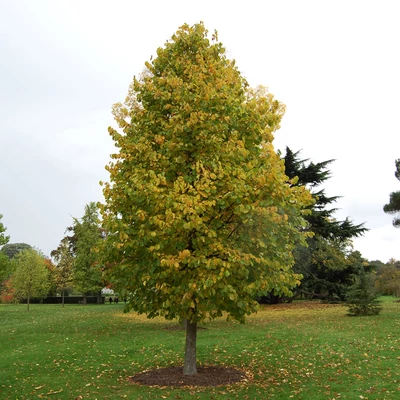 Corylus colurna – Törökmogyoró (szabadgyökerű)