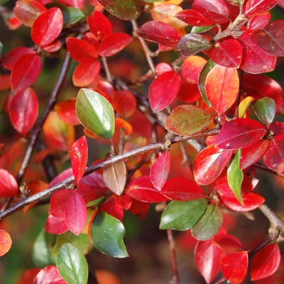 Cotoneaster divaricatus – Ragyogólevelű madárbirs