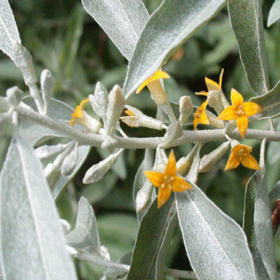 Elaeagnus angustifolia – Keskenylevelű ezüstfa (szabadgyökerű)