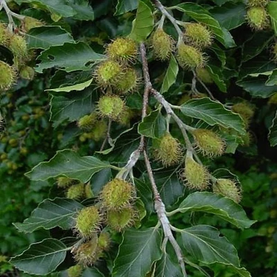 Fagus sylvatica – Közönséges bükk (szabadgyökerű)