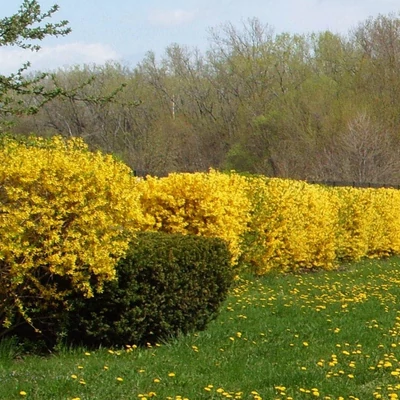 Forsythia intermedia – Aranycserje (szabadgyökerű)