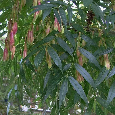 Fraxinus angustifolia – Magyar kőris (szabadgyökerű)