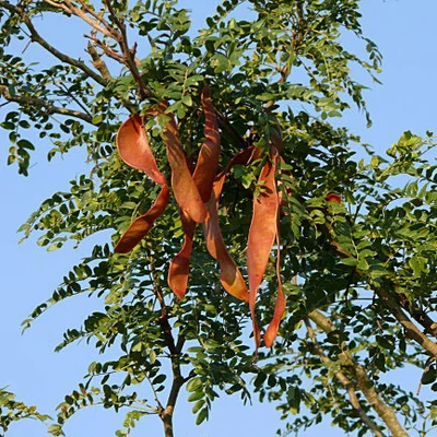 Gleditsia triacanthos – Tövises lepényfa (szabadgyökerű)