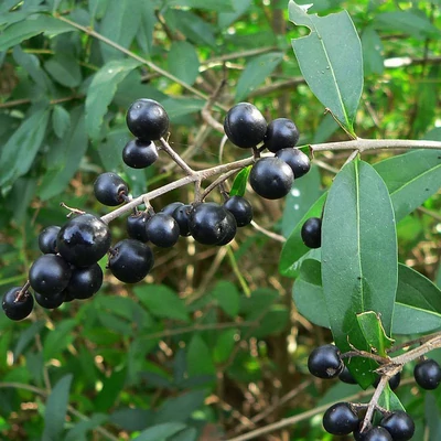 Ligustrum vulgare – Közönséges fagyal (szabadgyökerű)