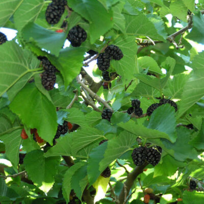 Morus nigra – Fekete eperfa (szabadgyökerű)