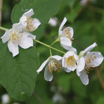 Philadelphus coronarius – Közönséges jezsámen (szabadgyökerű)
