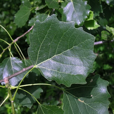 Populus canescens – Szürke nyár (szabadgyökerű)