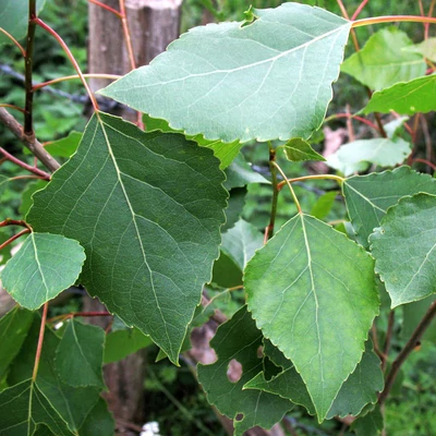 Populus nigra – Fekete nyár (szabadgyökerű)
