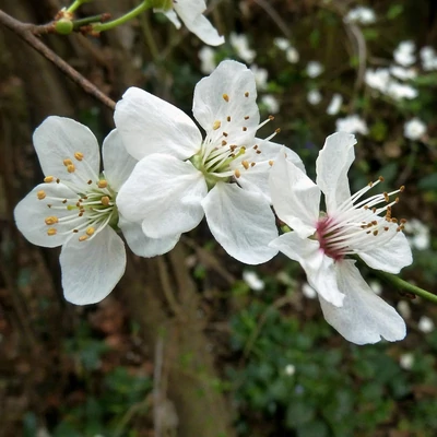 Prunus avium – Vadcseresznye (szabadgyökerű)