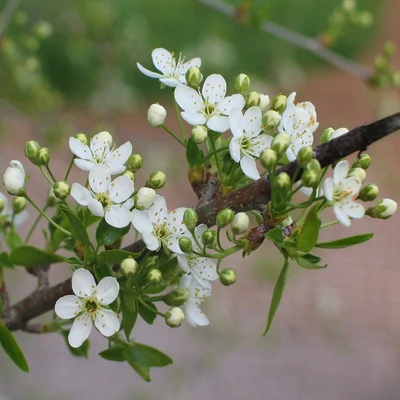 Prunus mahaleb – Sajmeggy (szabadgyökerű)