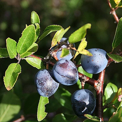 Prunus spinosa – Kökény (szabadgyökerű)