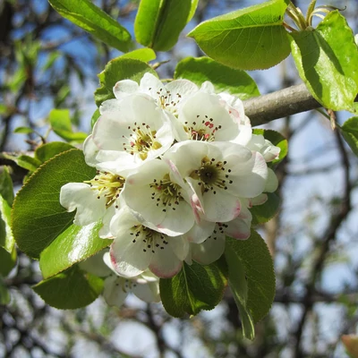 Pyrus communis – Körte (szabadgyökerű)