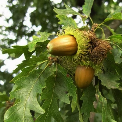 Quercus cerris – Csertölgy (szabadgyökerű)