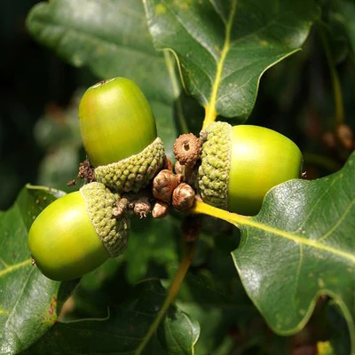 Quercus petraea – Kocsánytalan tölgy (szabadgyökerű)