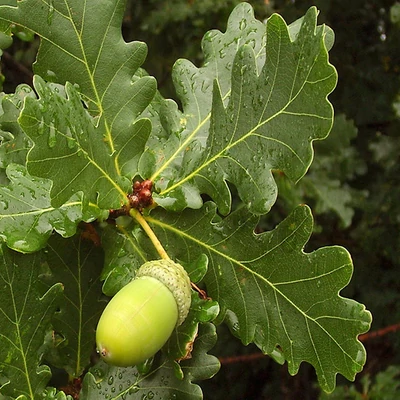 Quercus robur – Kocsányos tölgy (szabadgyökerű)