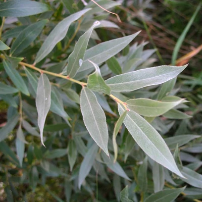 Salix alba – Fehér fűz (szabadgyökerű)