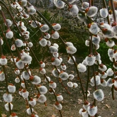 Salix caprea – Barkafűz (szabadgyökerű)
