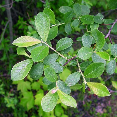 Salix cinerea – Hamvas fűz