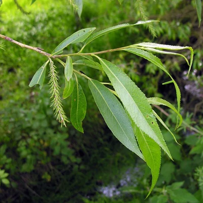Salix fragilis – Törékeny fűz (szabadgyökerű)