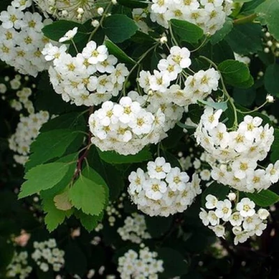 Spiraea vanhouttei – Közönséges gyöngyvessző (szabadgyökerű)