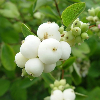 Symphoricarpos albus – Fehér hóbogyó (szabadgyökerű)