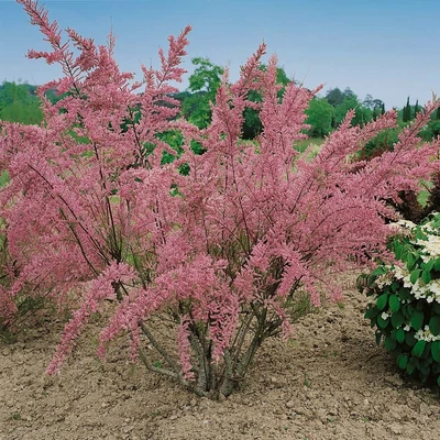 Tamarix tetrandra – Tamariska (szabadgyökerű)