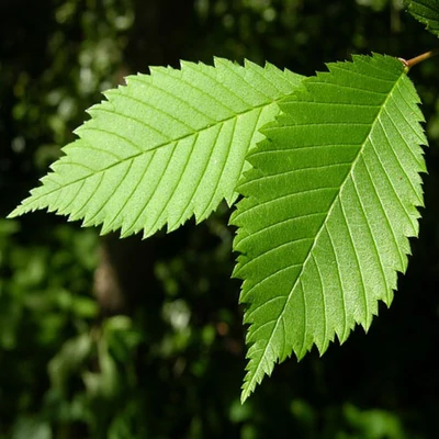 Ulmus laevis – Vénicszil (szabadgyökerű)
