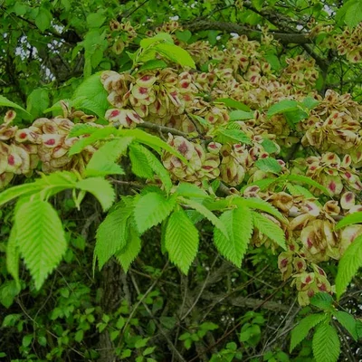 Ulmus minor – Mezei szil (szabadgyökerű)