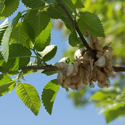 Ulmus pumila – Turkesztáni szil (szabadgyökerű)