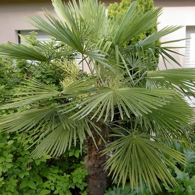 Trachycarpus fortunei - Kínai kenderpálma