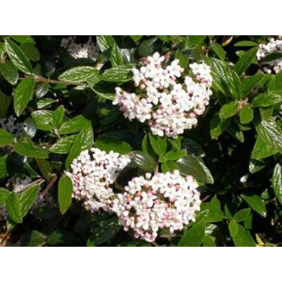 Viburnum x burkwoodii - Tavaszi bangita