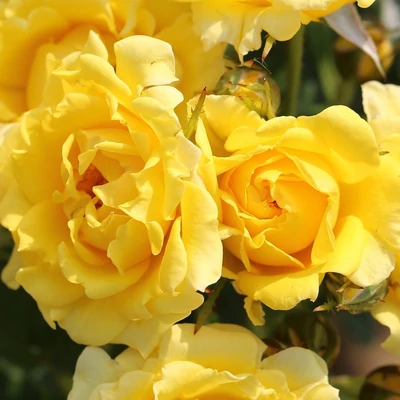 Rosa 'Yellow' - Sárga teltvirágú magastörzsű rózsa