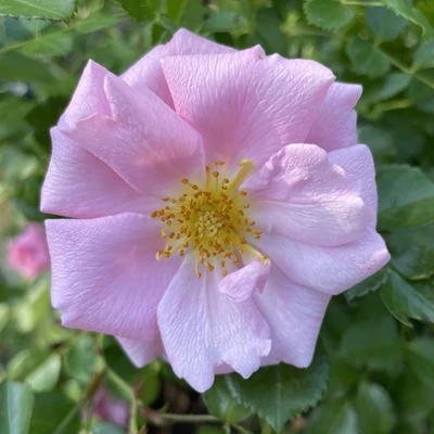 Rosa 'Baby Blanket®' - rózsaszín - virágágyi floribunda rózsa